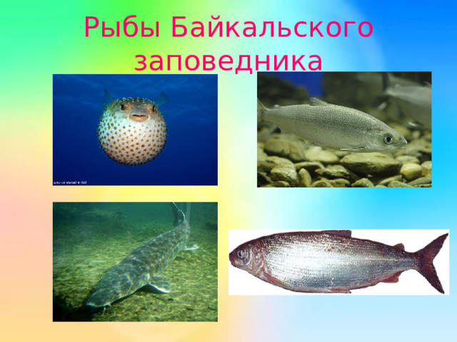 Рыбы Байкальского заповедника