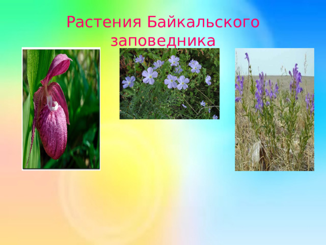 Растения Байкальского заповедника