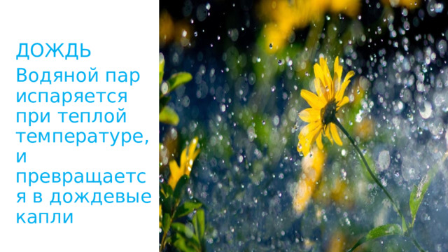 ДОЖДЬ Водяной пар испаряется при теплой температуре, и превращается в дождевые капли