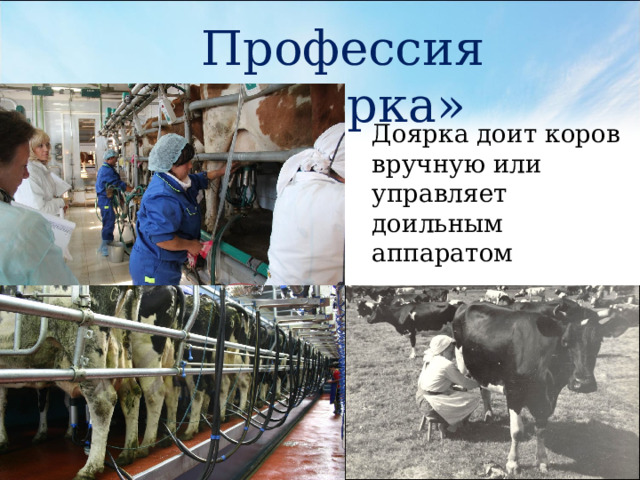 Профессия «Доярка» Доярка доит коров вручную или управляет доильным аппаратом