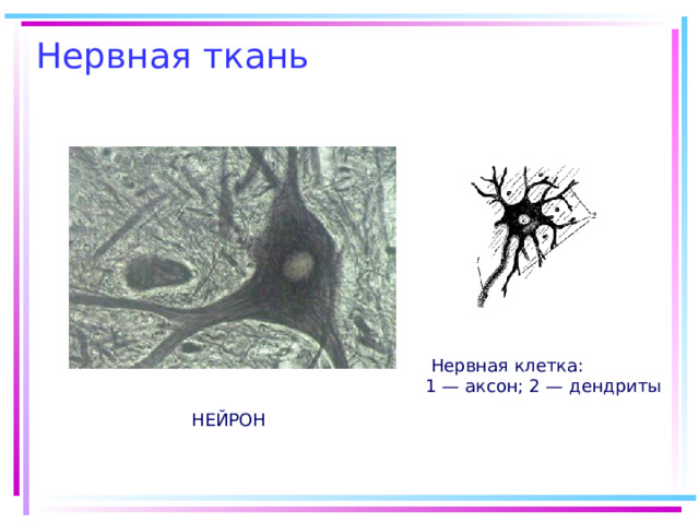 Нервная клетка: 1 — аксон; 2 — дендриты НЕЙРОН