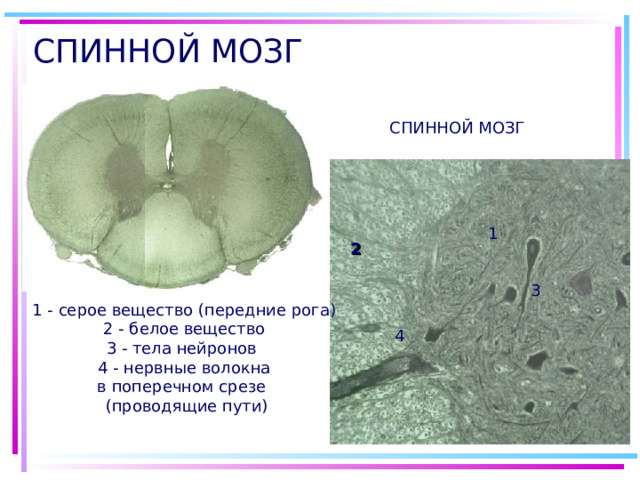 СПИННОЙ МОЗГ СПИННОЙ МОЗГ 1 2 3 1 - серое вещество (передние рога) 2 - белое вещество 3 - тела нейронов 4 - нервные волокна в поперечном срезе (проводящие пути) 4