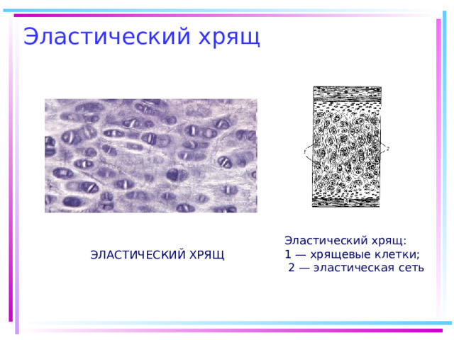 Эластический хрящ: 1 — хрящевые клетки;  2 — эластическая сеть ЭЛАСТИЧЕСКИЙ ХРЯЩ