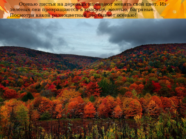 Осенью листья на деревьях начинают менять свой цвет. Из зеленых они превращаются в красные, желтые, багряные. Посмотри какой разноцветный лес бывает осенью!  Осенью листья на деревьях начинают менять свой цвет. Из зеленых они превращаются в красные, желтые, багряные. Посмотри какой разноцветный лес бывает осенью!