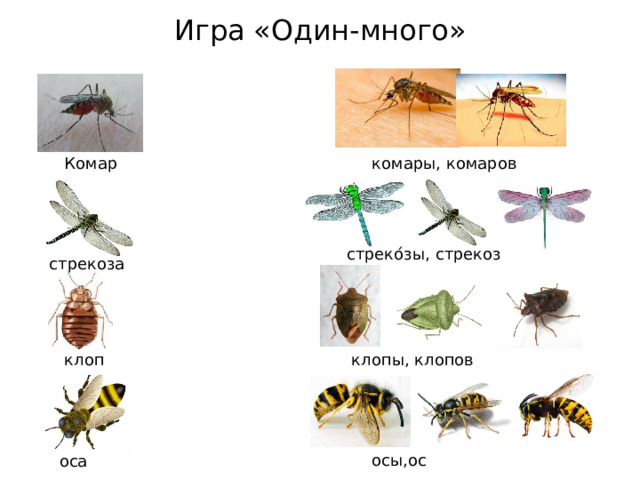 Игра «Один-много»  Комар комары, комаров стреко́зы, стрекоз  стрекоза клоп клопы, клопов осы,ос  оса