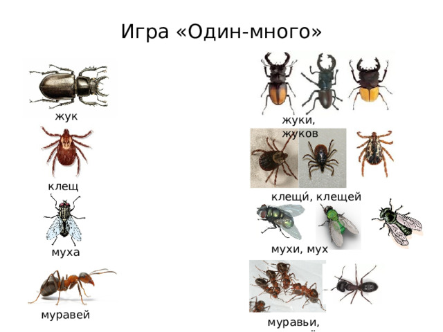 Игра «Один-много» жук жуки, жуков клещ клещи́, клещей мухи, мух  муха муравей муравьи, муравьёв