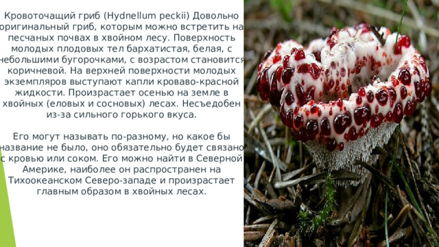 Кровоточащий гриб (Hydnellum peckii) Довольно оригинальный гриб, которым можно встретить на песчаных почвах в хвойном лесу. Поверхность молодых плодовых тел бархатистая, белая, с небольшими бугорочками, с возрастом становится коричневой. На верхней поверхности молодых экземпляров выступают капли кроваво-красной жидкости. Произрастает осенью на земле в хвойных (еловых и сосновых) лесах. Несъедобен из-за сильного горького вкуса.   Его могут называть по-разному, но какое бы название не было, оно обязательно будет связано с кровью или соком. Его можно найти в Северной Америке, наиболее он распространен на Тихоокеанском Северо-западе и произрастает главным образом в хвойных лесах.