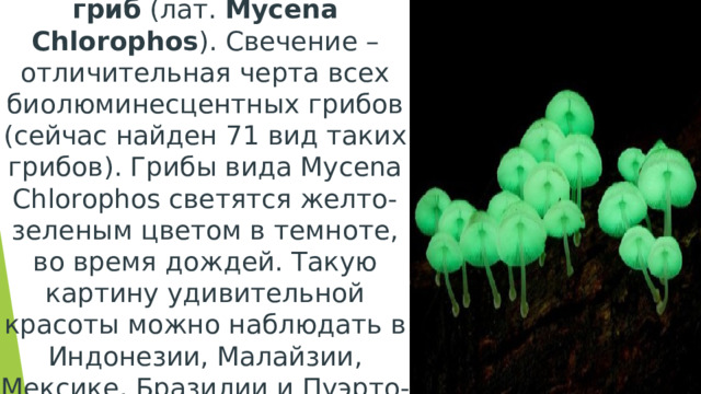 Биолюминесцентный гриб  (лат.  Mycena Chlorophos ). Свечение – отличительная черта всех биолюминесцентных грибов (сейчас найден 71 вид таких грибов). Грибы вида Mycena Chlorophos светятся желто-зеленым цветом в темноте, во время дождей. Такую картину удивительной красоты можно наблюдать в Индонезии, Малайзии, Мексике, Бразилии и Пуэрто-Рико.