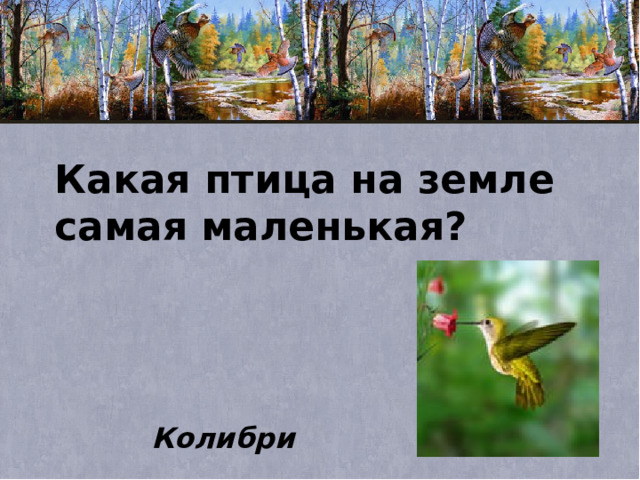 Какая птица на земле самая маленькая? Колибри