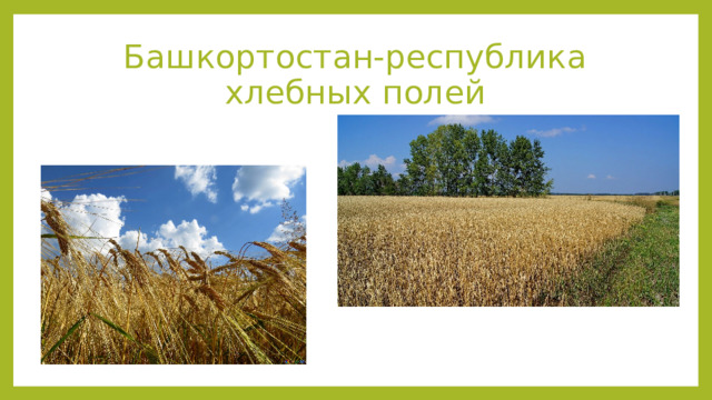 Башкортостан-республика хлебных полей