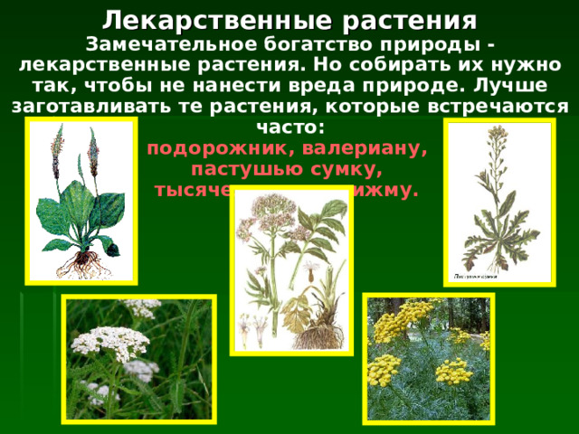 Лекарственные растения Замечательное богатство природы - лекарственные растения. Но собирать их нужно так, чтобы не нанести вреда природе. Лучше заготавливать те растения, которые встречаются часто:  подорожник, валериану,  пастушью сумку,  тысячелистник,  пижму.