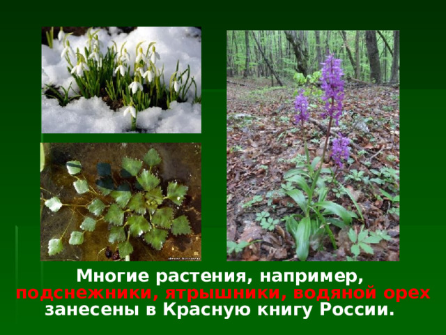 Многие растения, например,  подснежники, ятрышники, водяной орех занесены в Красную книгу России.