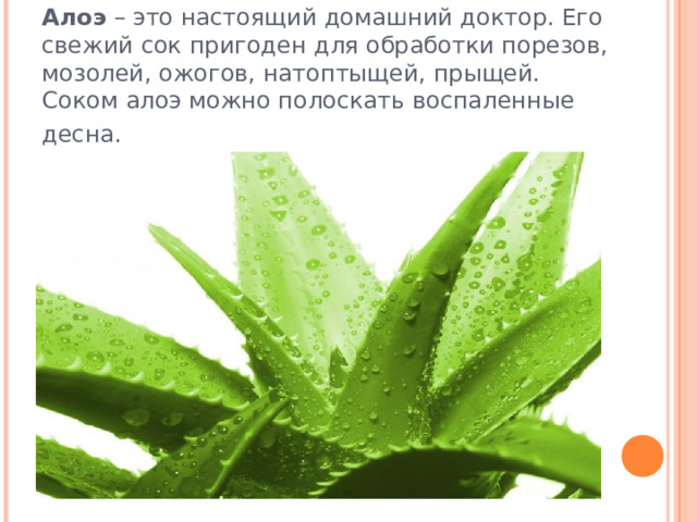 Алоэ – это настоящий домашний доктор. Его свежий сок пригоден для обработки порезов, мозолей, ожогов, натоптыщей, прыщей. Соком алоэ можно полоскать воспаленные десна.