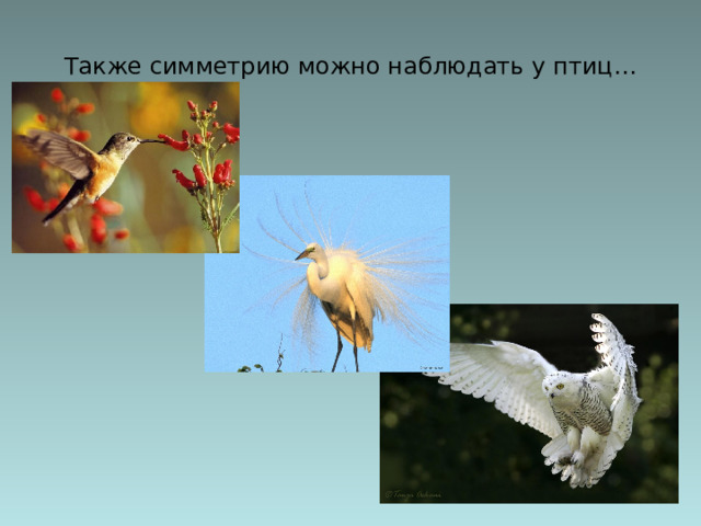 Также симметрию можно наблюдать у птиц…