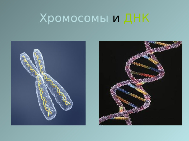 Хромосомы и ДНК