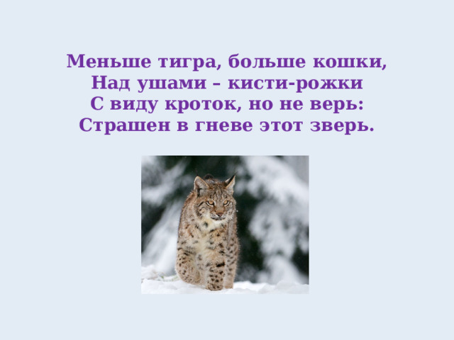 Меньше тигра, больше кошки,  Над ушами – кисти-рожки  С виду кроток, но не верь:  Страшен в гневе этот зверь.