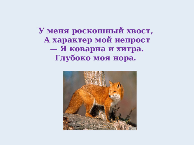 У меня роскошный хвост,  А характер мой непрост  — Я коварна и хитра.  Глубоко моя нора.