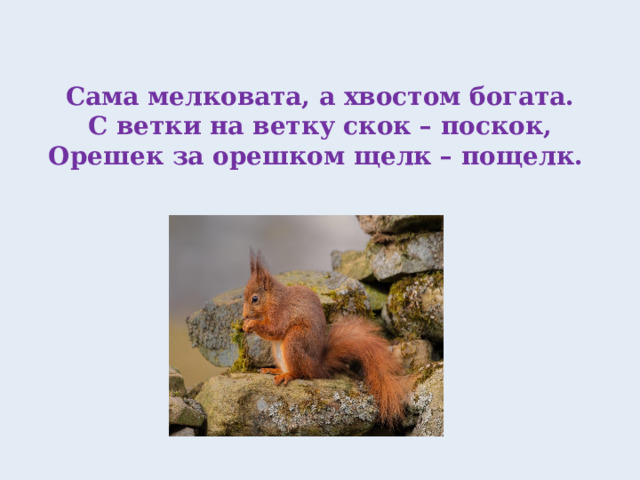 Сама мелковата, а хвостом богата.  С ветки на ветку скок – поскок,  Орешек за орешком щелк – пощелк.