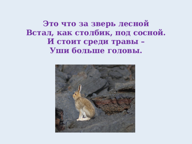 Это что за зверь лесной  Встал, как столбик, под сосной.  И стоит среди травы –  Уши больше головы.