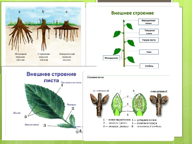 Видоизменения органов растений плакат. Примерами идеализированных объектов в биологии.