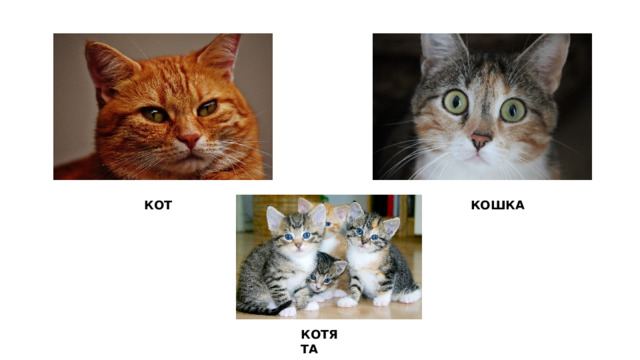 КОТ КОШКА КОТЯТА