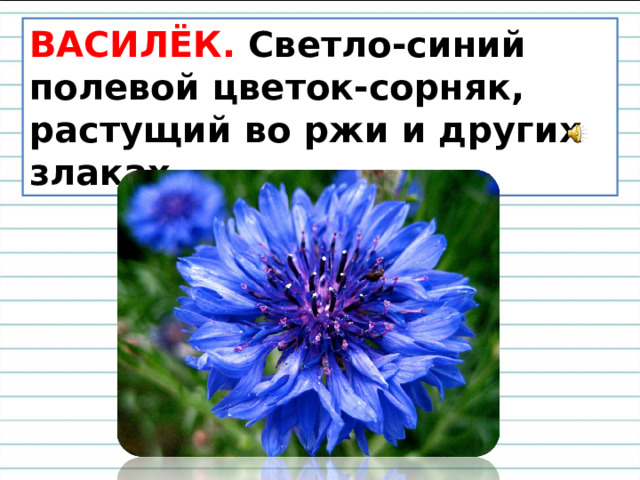 ВАСИЛЁК.  Светло-синий полевой цветок-сорняк, растущий во ржи и других злаках.