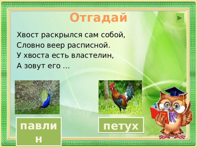 Отгадай Хвост раскрылся сам собой, Словно веер расписной. У хвоста есть властелин, А зовут его … павлин петух