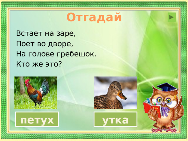 Отгадай Встает на заре, Поет во дворе, На голове гребешок. Кто же это? петух утка