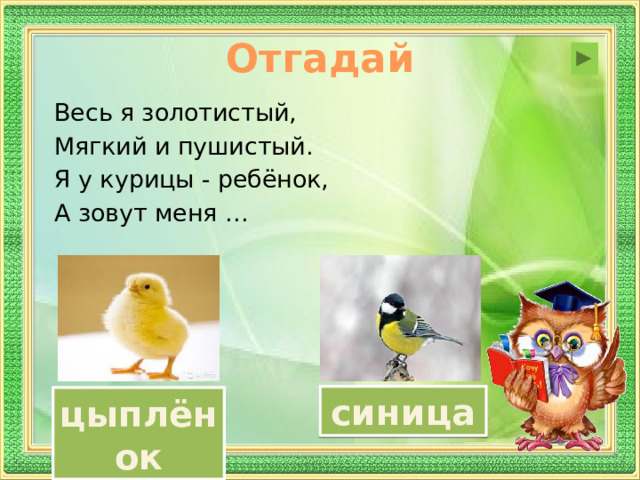 Отгадай Весь я золотистый, Мягкий и пушистый. Я у курицы - ребёнок, А зовут меня … синица цыплёнок