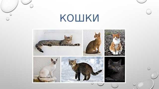 кошки