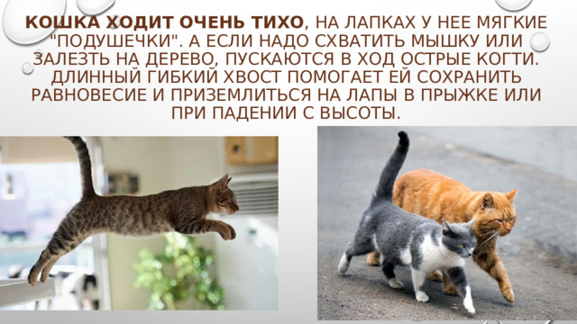 Кошка ходит очень тихо , на лапках у нее мягкие 