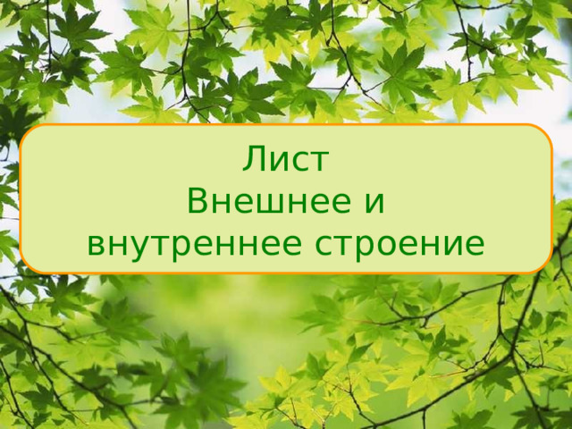 Лист  Внешнее и внутреннее строение