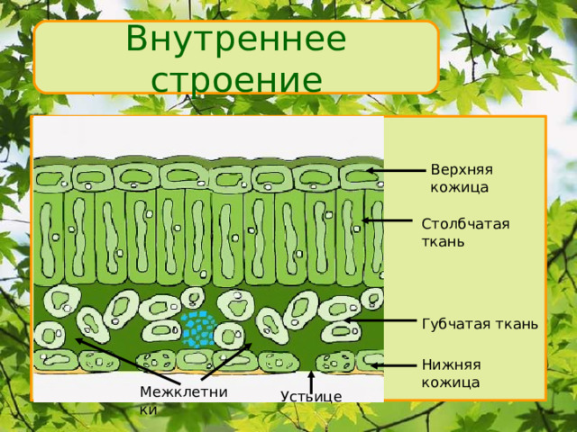 Внутреннее строение Верхняя кожица Столбчатая ткань Губчатая ткань Нижняя кожица Межклетники Устьице