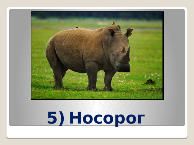 5)  Носорог