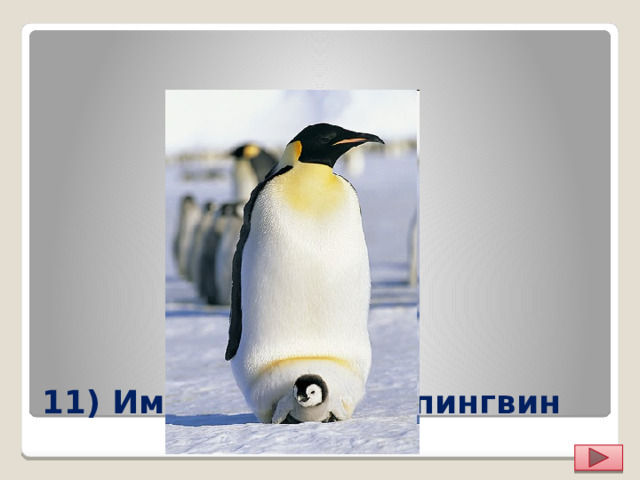 11) Императорский пингвин