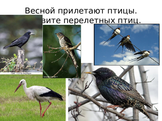 Весной прилетают птицы. Назовите перелетных птиц.