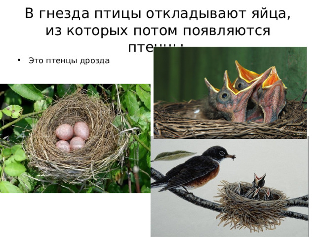 В гнезда птицы откладывают яйца, из которых потом появляются птенцы.