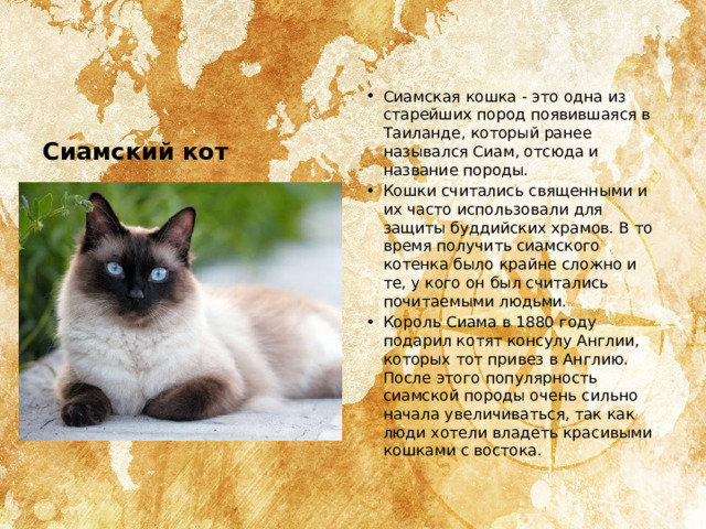 Сиамская кошка - это одна из старейших пород появившаяся в Таиланде, который ранее назывался Сиам, отсюда и название породы. Кошки считались священными и их часто использовали для защиты буддийских храмов. В то время получить сиамского котенка было крайне сложно и те, у кого он был считались почитаемыми людьми. Король Сиама в 1880 году подарил котят консулу Англии, которых тот привез в Англию. После этого популярность сиамской породы очень сильно начала увеличиваться, так как люди хотели владеть красивыми кошками с востока.