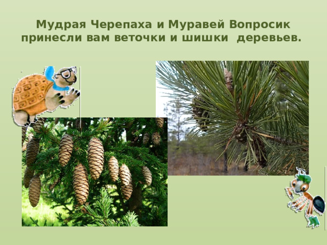 Мудрая Черепаха и Муравей Вопросик принесли вам веточки и шишки деревьев.