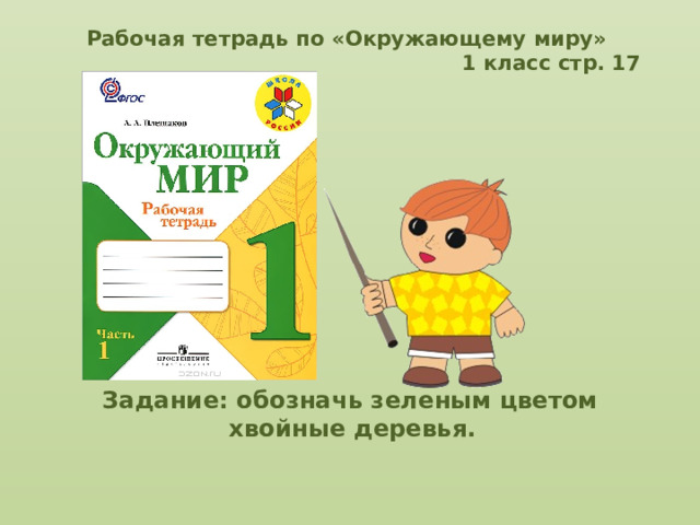 Рабочая тетрадь по «Окружающему миру»  1 класс стр. 17         Задание: обозначь зеленым цветом хвойные деревья.