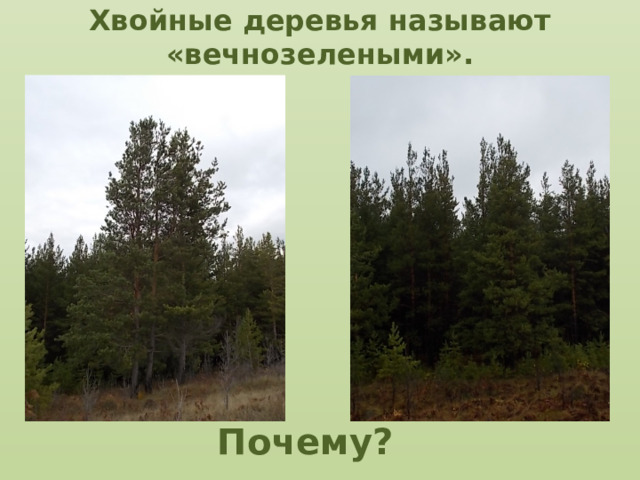 Хвойные деревья называют «вечнозелеными».   Почему?