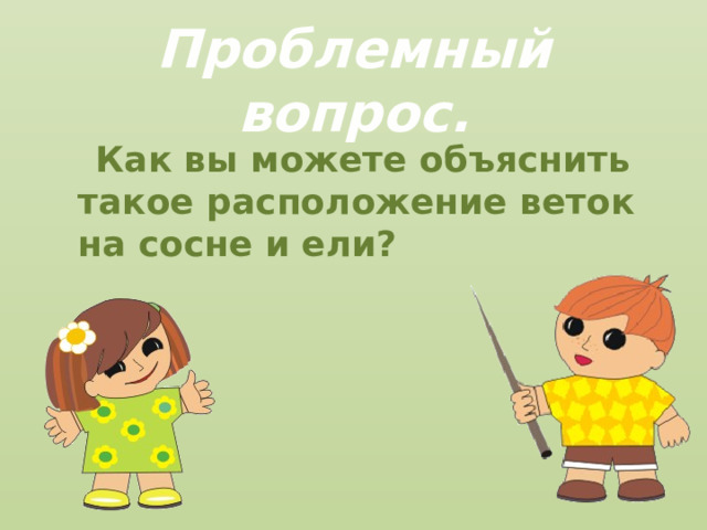 Проблемный вопрос.  Как вы можете объяснить такое расположение веток на сосне и ели?