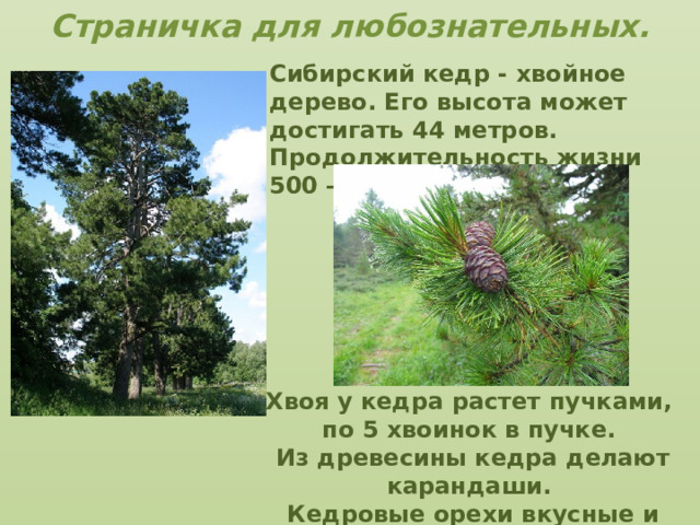 Страничка для любознательных. Сибирский кедр - хвойное дерево. Его высота может достигать 44 метров.  Продолжительность жизни 500 —850 лет Хвоя у кедра растет пучками, по 5 хвоинок в пучке. Из древесины кедра делают карандаши. Кедровые орехи вкусные и очень полезные.