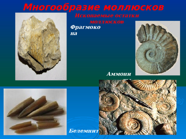Многообразие моллюсков Ископаемые остатки моллюсков Фрагмокона Аммониты Белемнит
