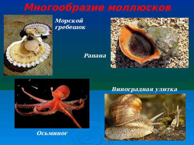 Многообразие моллюсков Морской гребешок Рапана Виноградная улитка Осьминог