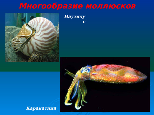 Многообразие моллюсков Наутилус Каракатица