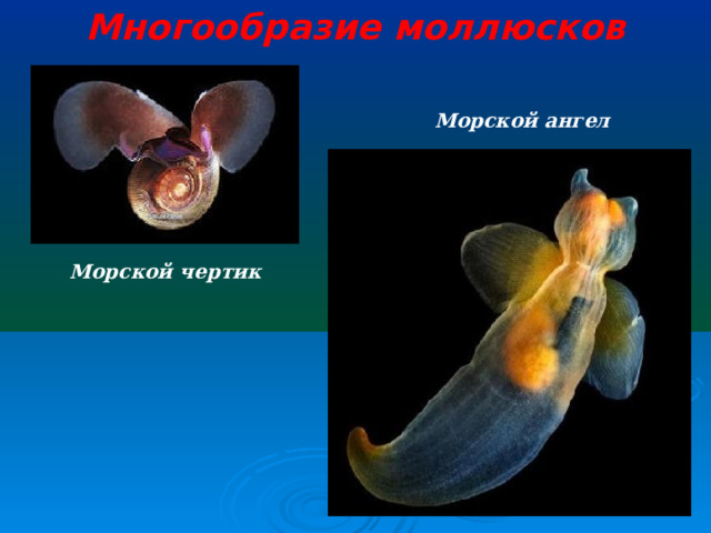 Многообразие моллюсков Морской ангел Морской чертик
