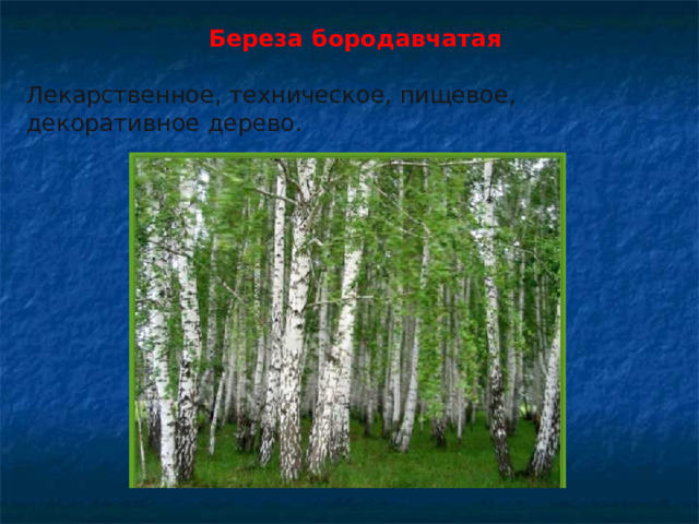   Береза бородавчатая Лекарственное, техническое, пищевое, декоративное дерево.