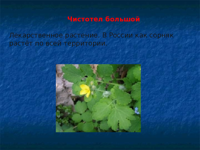 Чистотел большой Лекарственное растение.  В России как сорняк растёт по всей территории.