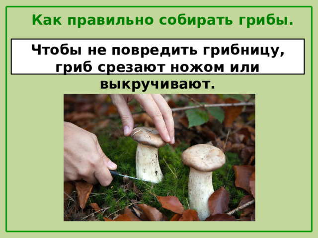 Как правильно собирать грибы. Чтобы не повредить грибницу, гриб срезают ножом или выкручивают.
